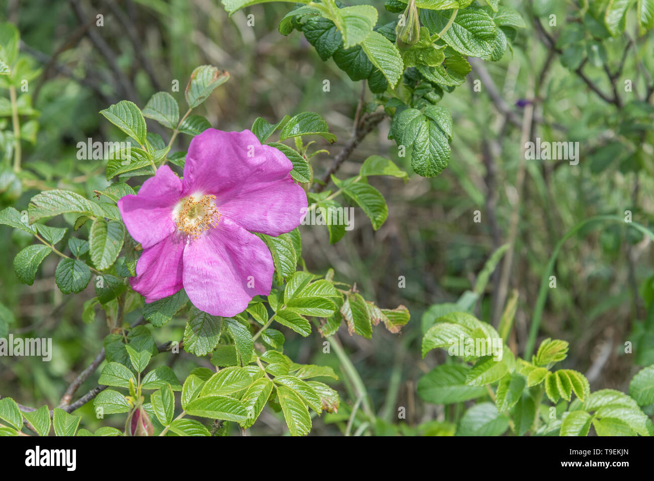 Flor rosa de Wild Rose / Japonés Rosa rugosa en la orilla de una playa de Cornualles. Los semi-dulce rosehips son comestibles. Foto de stock