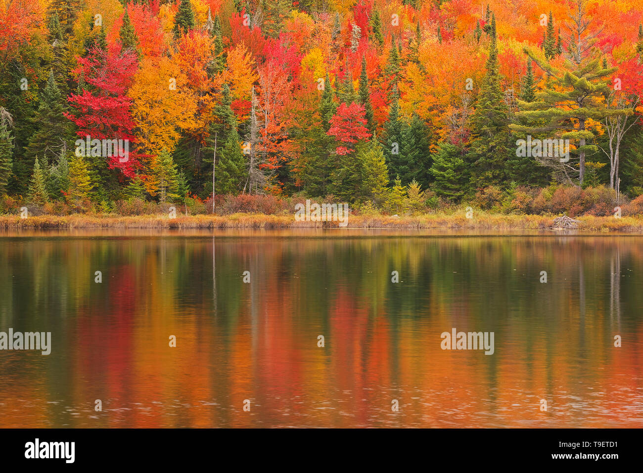 Colores de otoño reflejado en Lac à Sam en los montes Laurentides. Grandes Lagos - Región Forestal de San Lorenzo. Parque Nacional de Mauricie Quebec Canada Foto de stock