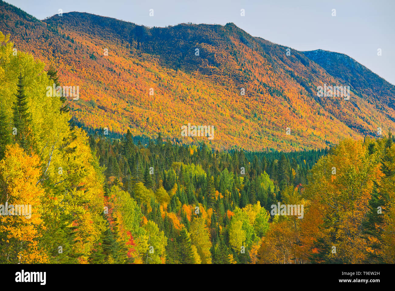Colores de otoño en las montañas Chic-Choc, una cadena montañosa que es parte de la catedral de Notre Dame de las montañas, que es una continuación de las Montañas Apalaches. Este es un parque provincial, no un verdadero parque federal. El parque nacional de la Gaspésie Quebec Canada Foto de stock