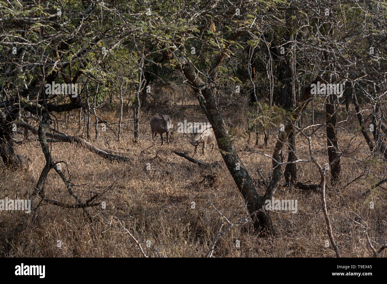 Warthog avistamientos en sabana arbolada en un safari en África Foto de stock