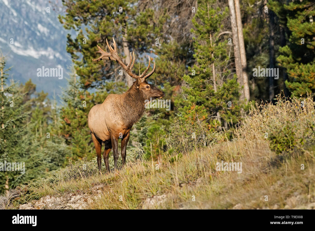 Bull Elk o wapiti ( Cervus canadensis) Parque Nacional Jasper, Alberta, Canadá Foto de stock