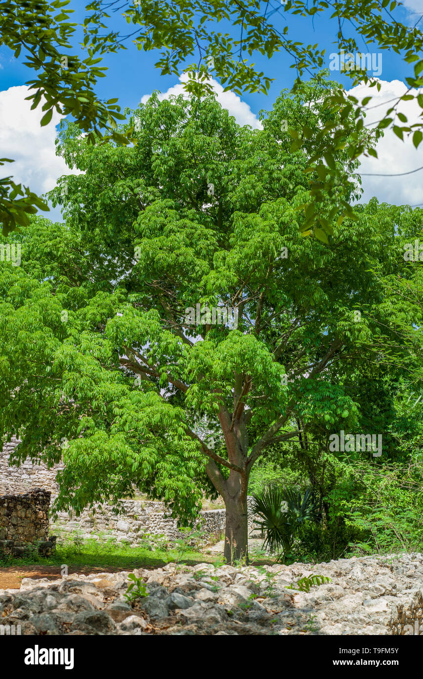Details 48 árboles de la península de yucatán