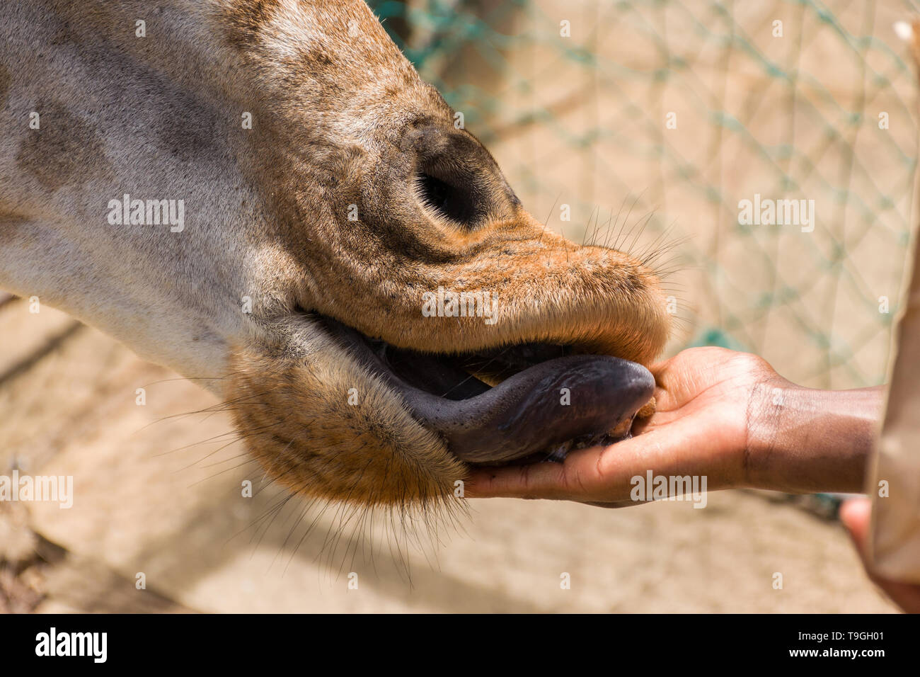 Jirafa de Rothschild (Giraffa camelopardalis rothschildi) siendo alimentados a mano bolitas de alimentos Foto de stock