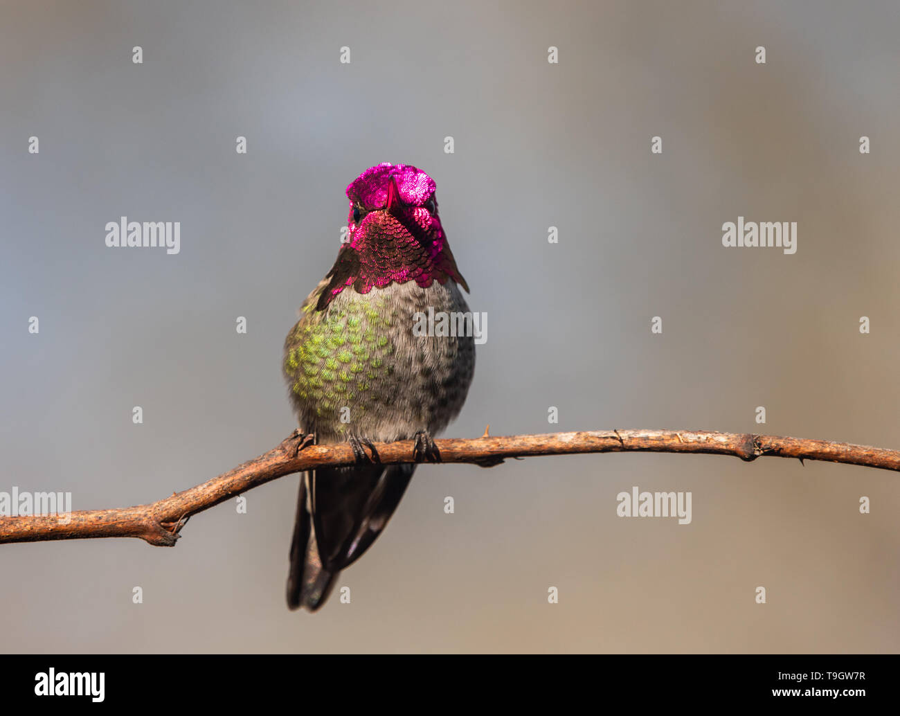 Un macho Annas Hummingbird (Calypte anna) posado en una rama. Foto de stock