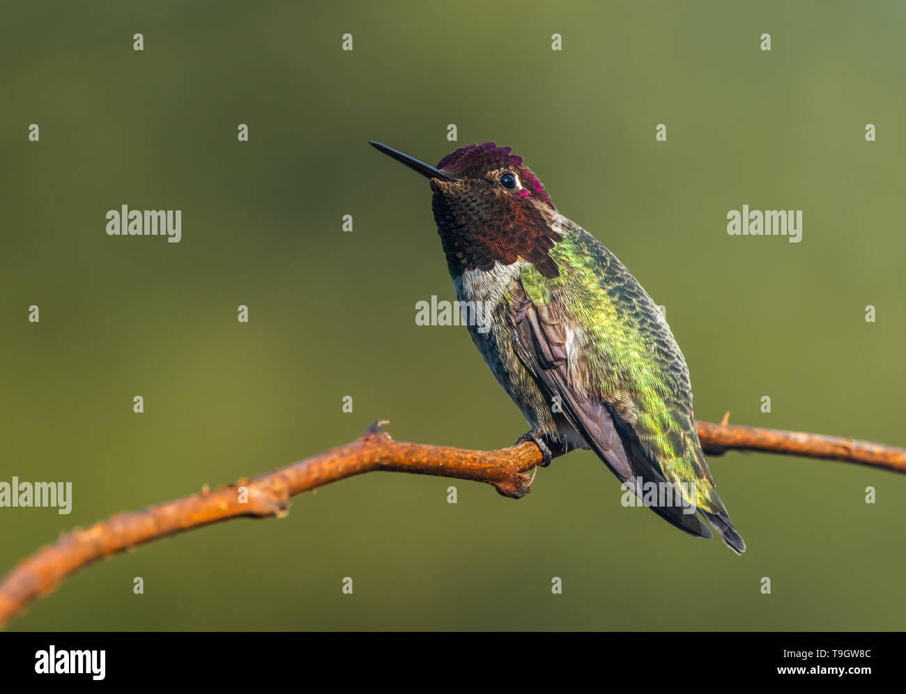 Un macho Annas Hummingbird (Calypte anna) mirando mientras posado en una rama. Foto de stock