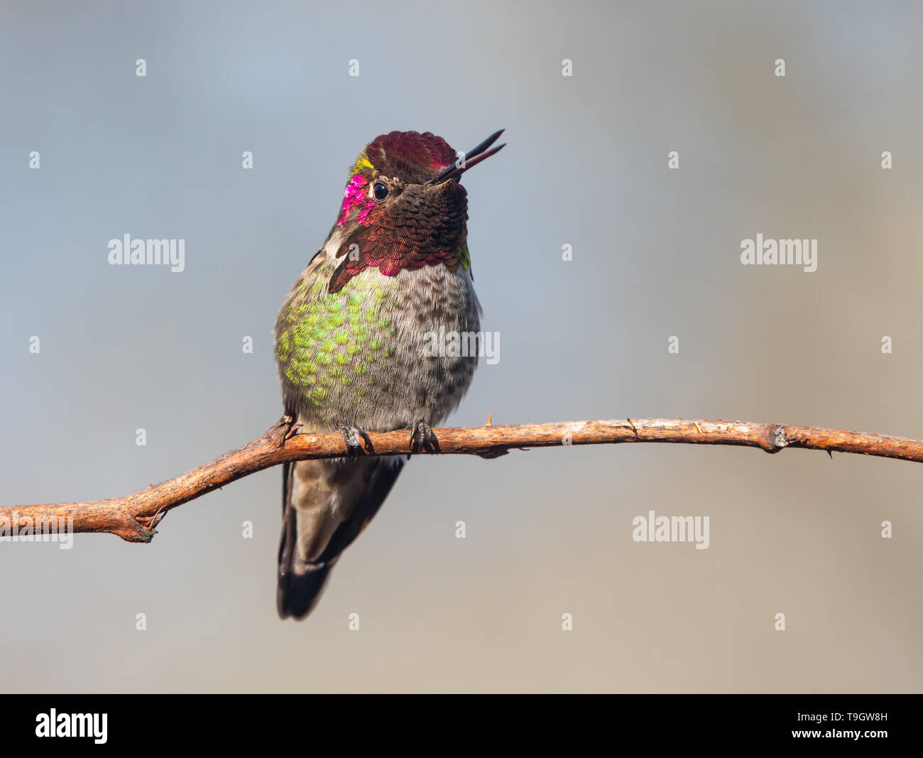 Un macho Annas Hummingbird (Calypte anna) cantando mientras posado en una rama. Foto de stock
