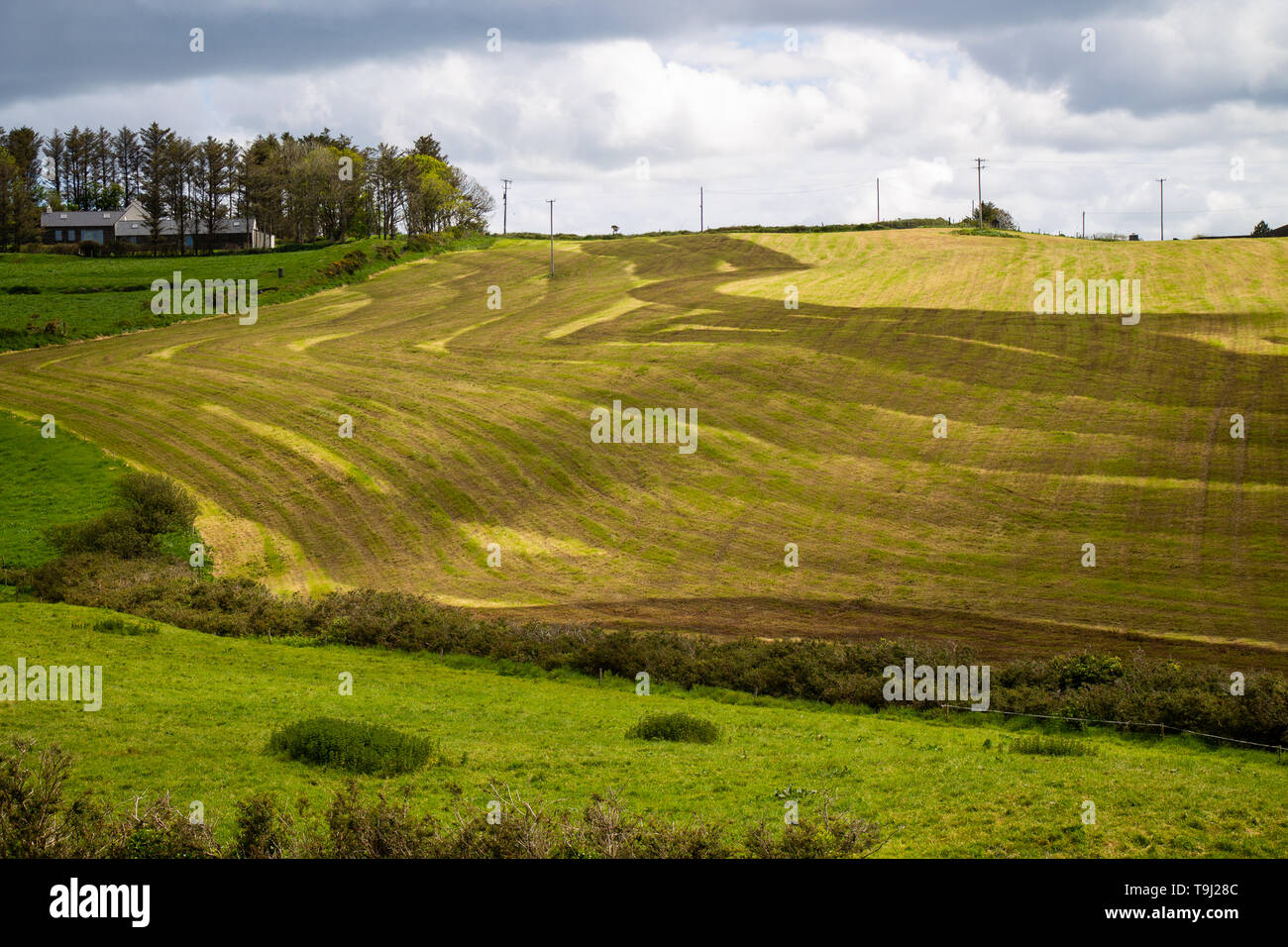 Castlehaven, West Cork, Irlanda, 19 de mayo de 2019, los patrones de rayas oscuras en un campo agrícola son el resultado de estiércol líquido después del ensilaje ha sido cortado. La agricultura Irelands es su principal contribuyente a las emisiones de gases de efecto invernadero. Crédito/ aphperspective Alamy Live News Foto de stock