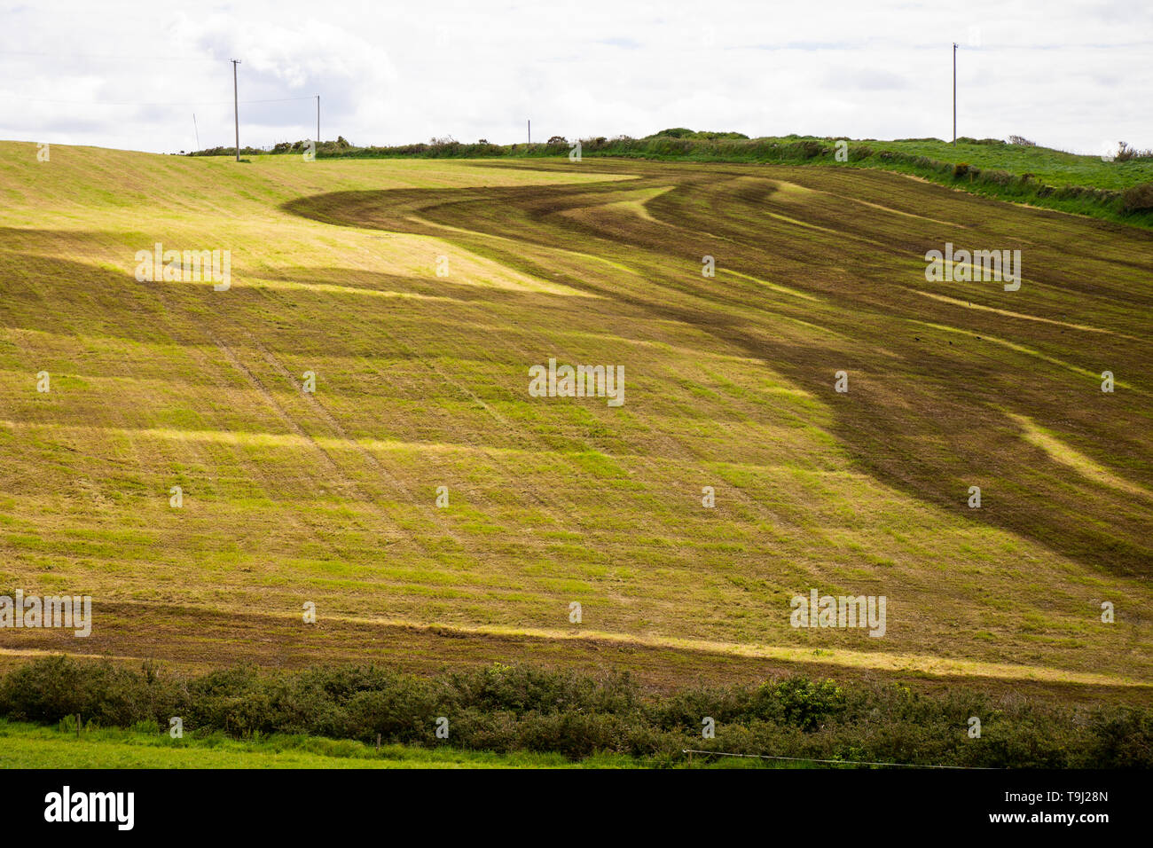 Castlehaven, West Cork, Irlanda, 19 de mayo de 2019, los patrones de rayas oscuras en un campo agrícola son el resultado de estiércol líquido después del ensilaje ha sido cortado. La agricultura Irelands es su principal contribuyente a las emisiones de gases de efecto invernadero. Crédito/ aphperspective Alamy Live News Foto de stock