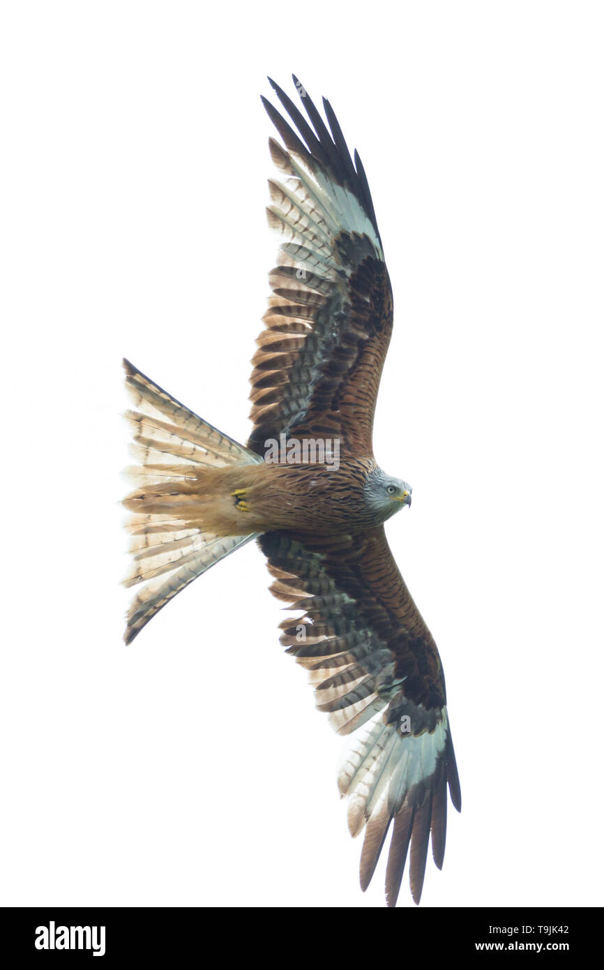 Naturales aislados milano real (Milvus milvus) en vuelo, alas Foto de stock