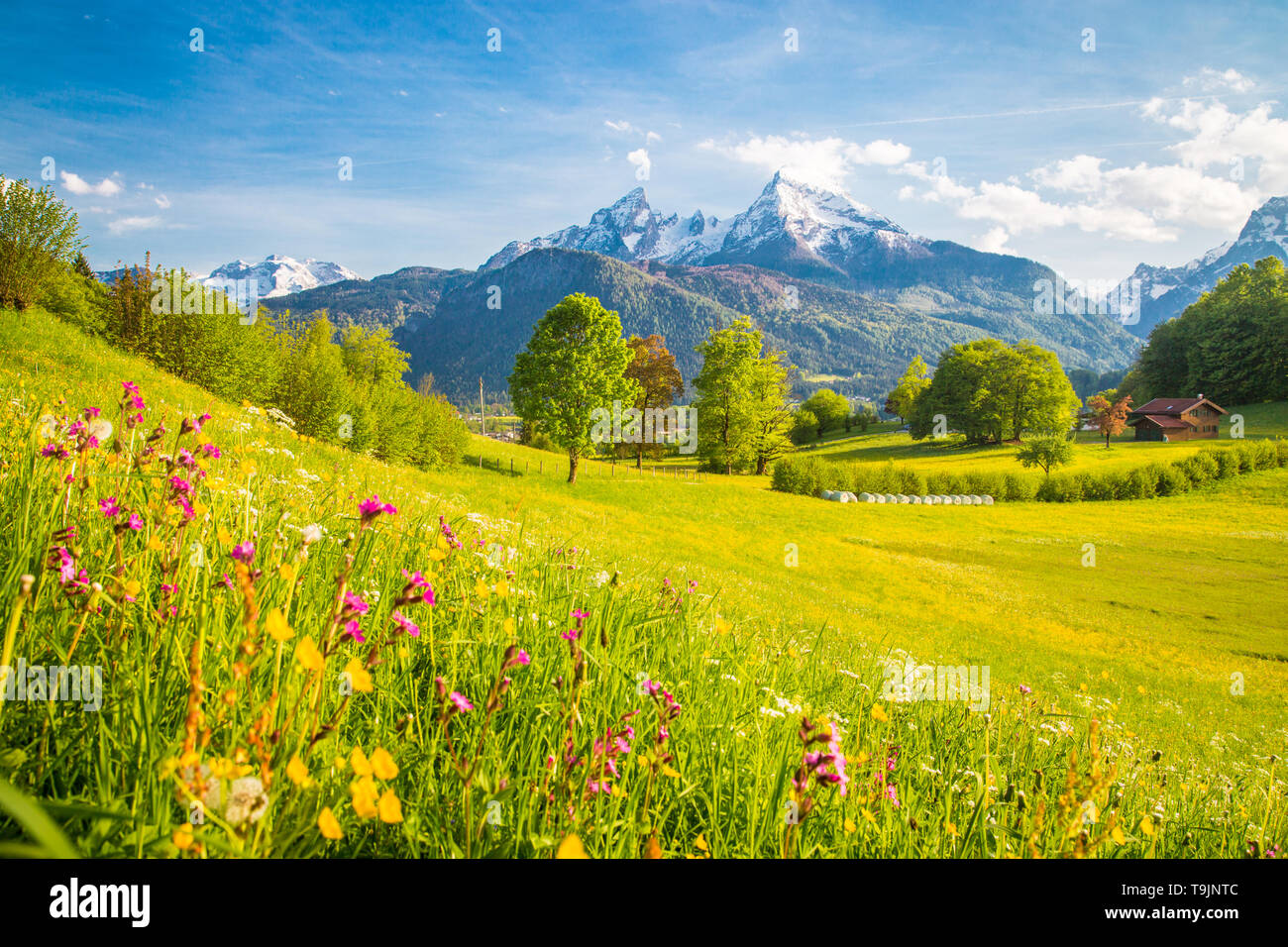 Preciosas vistas del idílico paisaje alpino de montaña con prados en flor y los picos nevados de las montañas en un hermoso día soleado con el cielo azul en la primavera Foto de stock