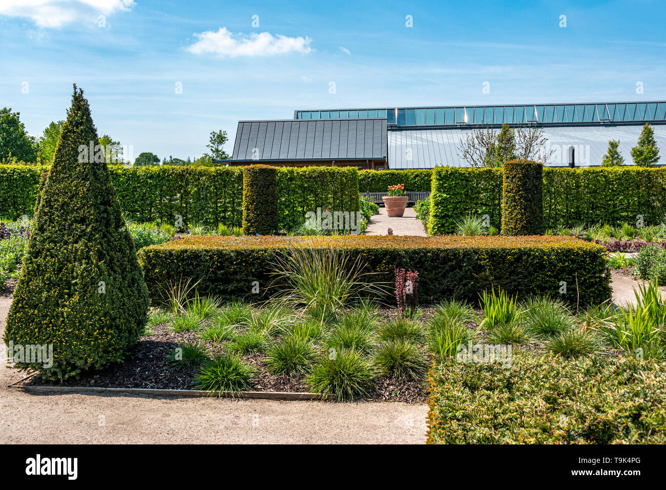 El país moderno en RHS Garden Hyde Hall en Essex.mostrar algunos topiary formal y de cobertura. Foto de stock