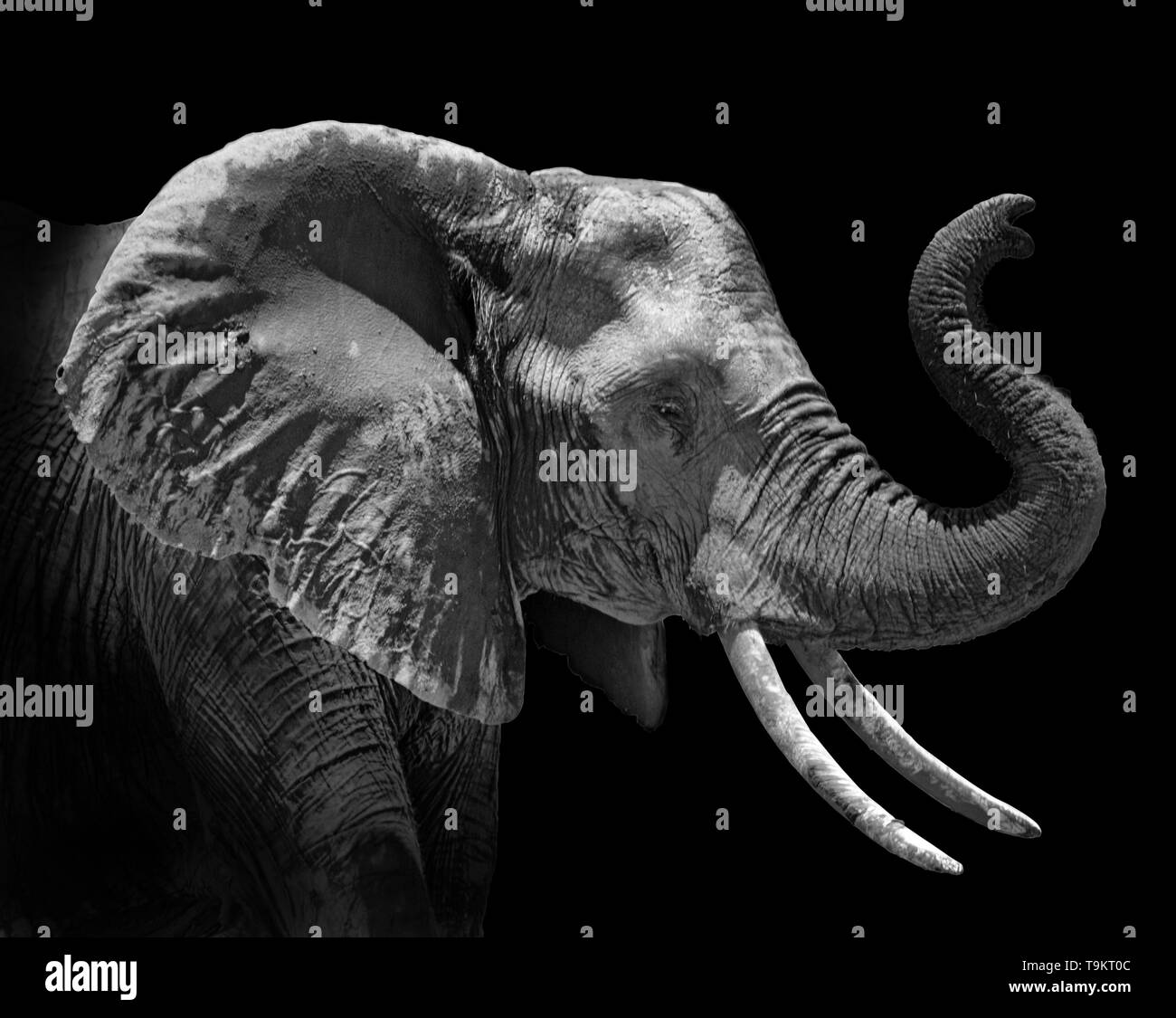 Perfil de la cabeza de un elefante africano Loxodonta africana sobre fondo negro Foto de stock