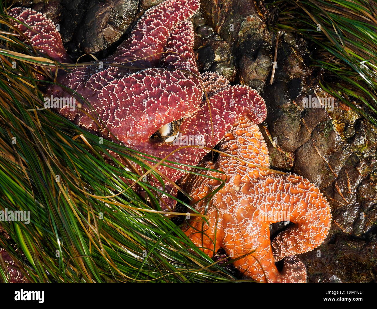 Estrellas de mar ocre aferrado a una roca en marea baja, Tofino, British Columbia, Canadá Foto de stock