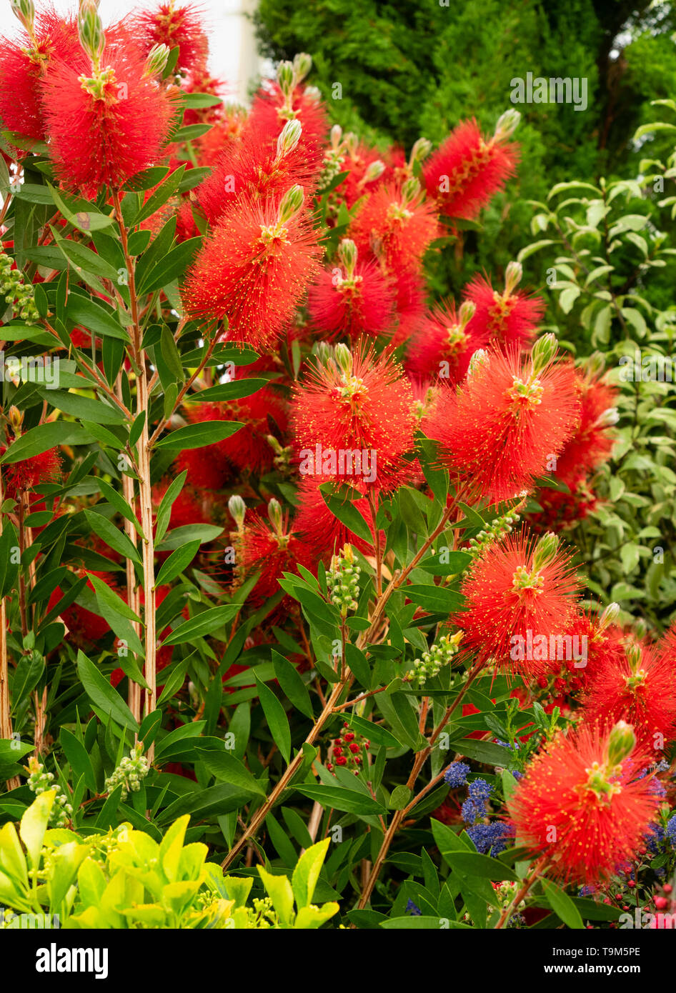 Concentrado rojo estambres la primavera para tener flores en el verano australiano, bottlebrush Callistemon citrinus 'Splendens' Foto de stock