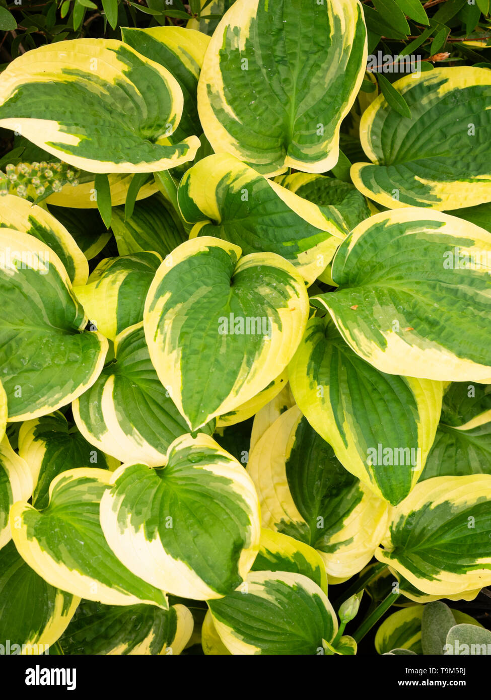 Márgenes de color amarillo brillante a las hojas en forma de corazón de la perennemente presente "Hosta Brim Copa' Foto de stock
