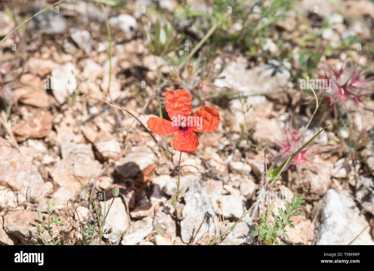 Flor de la amapola Papaver dubium Foto de stock