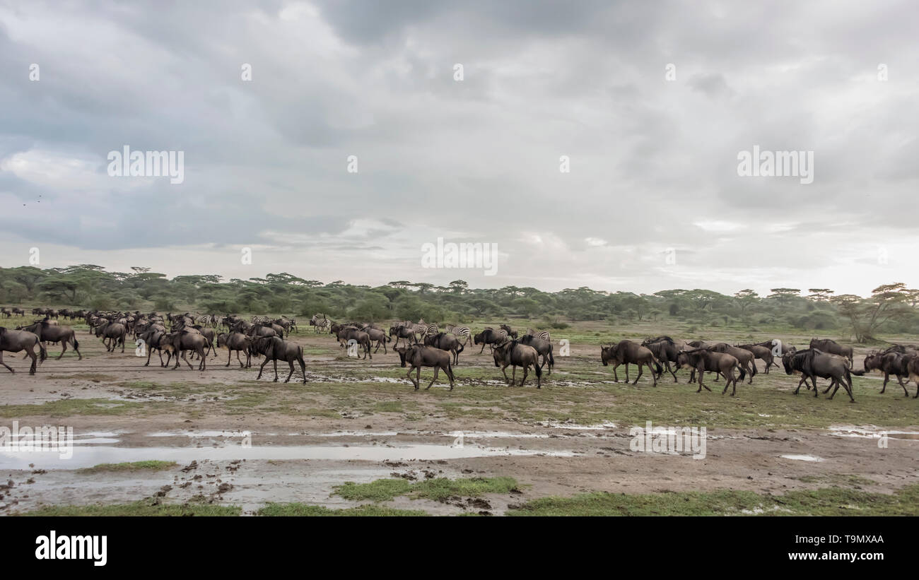 Mezcla de manadas de ñus y cebras migran hacia el norte durante la gran migración, el lago Ndutu, Tanzania Foto de stock