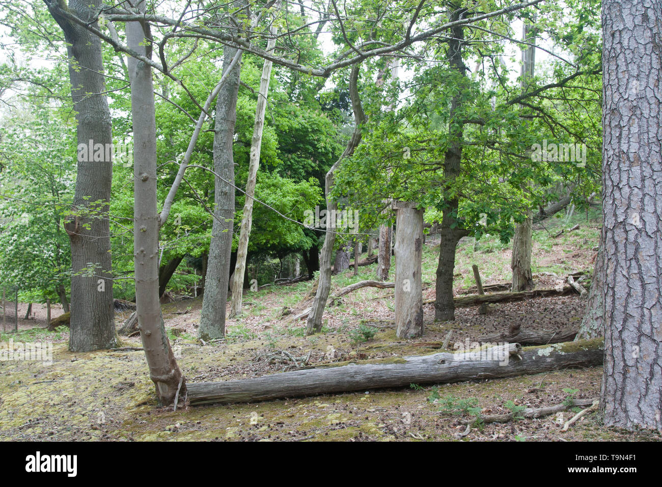 La isla de Brownsea Dorset, Inglaterra Foto de stock