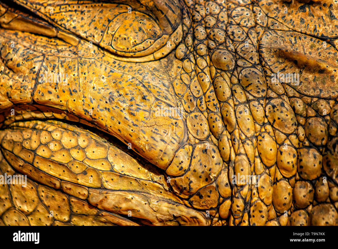 Cerrado de la piel de cocodrilo. Es un intérprete de órdenes desde arriba,  el cocodrilo del Nilo. Es wildlie foto en Senegal, África. Es natural la  textura. El color Fotografía de stock -