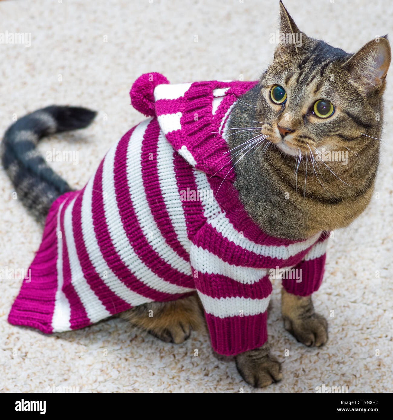 Gato con suéter fotografías e imágenes de alta resolución - Alamy