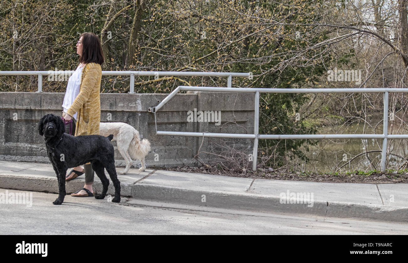 Una dama con dos perros grandes en leach. Uno es negro, uno es pálida.  Quieren cruzar la calle y llegar al parque Fotografía de stock - Alamy