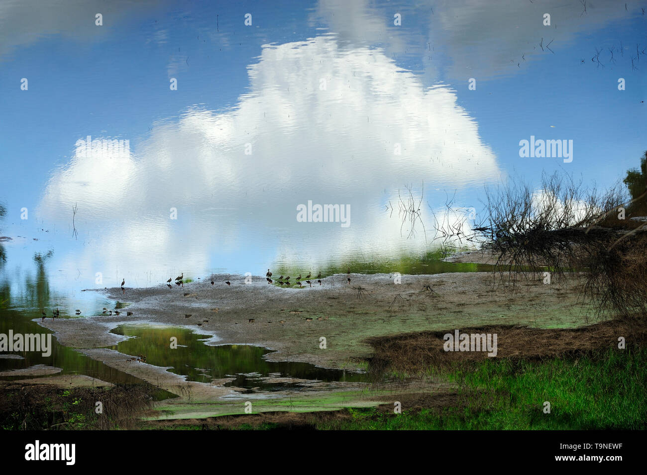 El cielo puede esperar / Parque Nacional Camino de Cruces, Panamá. Foto de stock