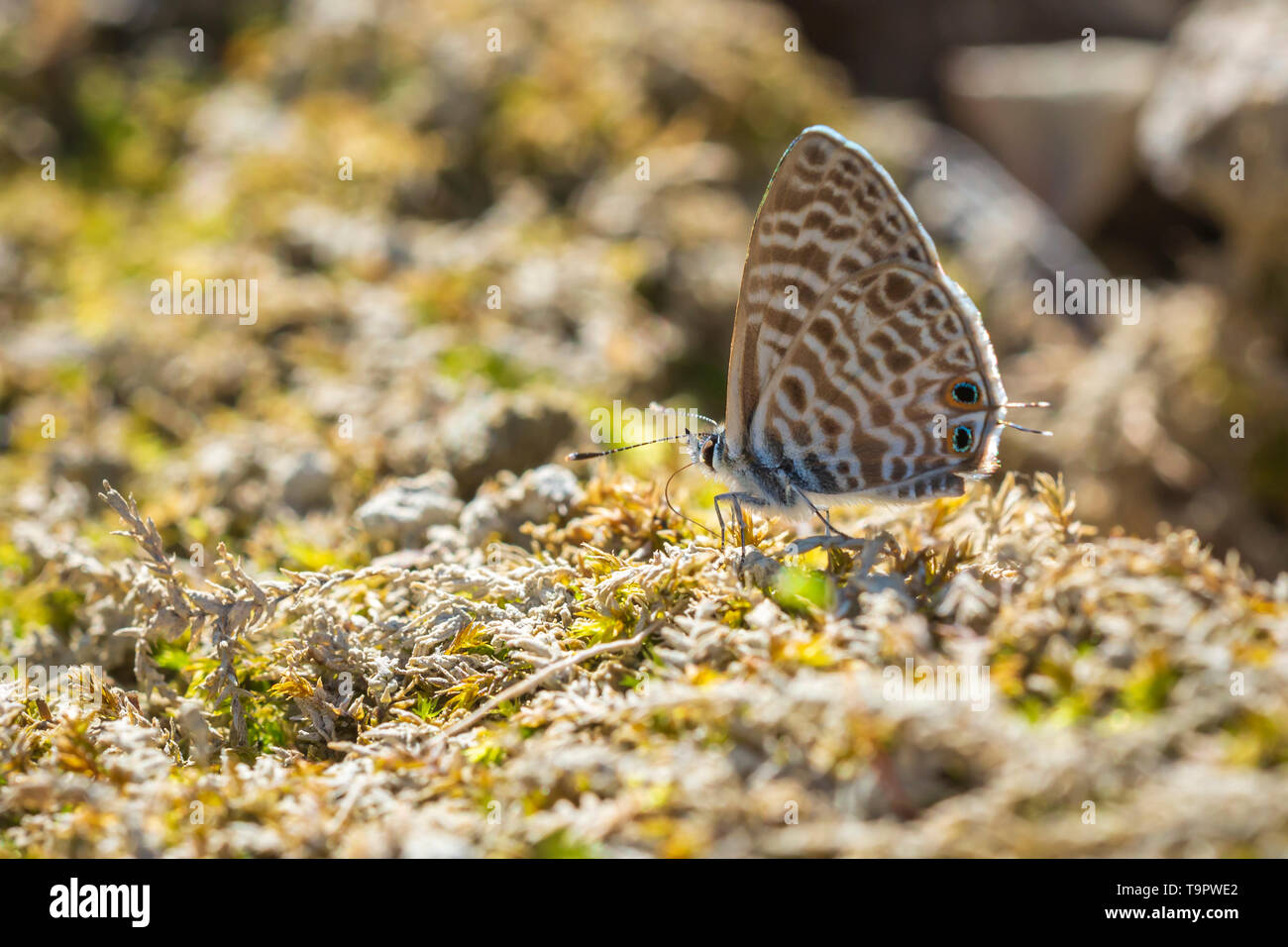 Guisante azul o long-tailed mariposa azul, Lampides boeticus, descansando en una pradera Foto de stock