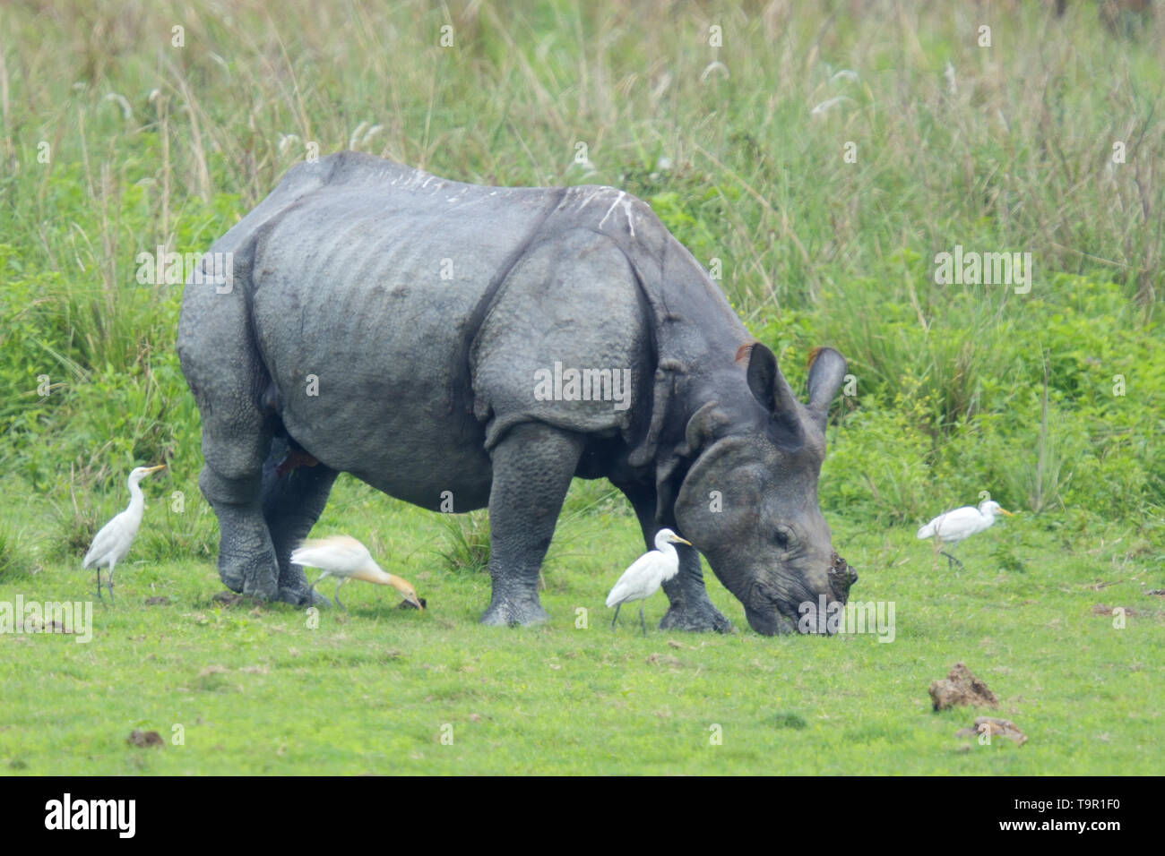 Rinoceronte indio (Rhinoceros unicornis) acompañados por una bandada de garcilla bueyera (Bubulcus ibis) en el Parque Nacional Kaziranga, India Foto de stock