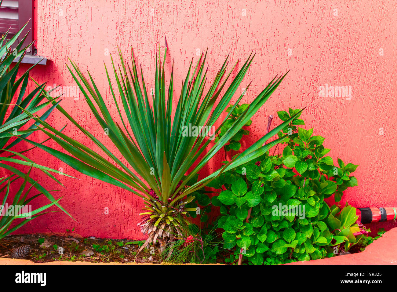 Rojo vibrante patio tropical con palmeras de pared Foto de stock