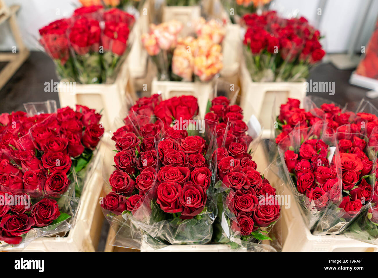 Almacén frigorífico, flores para tiendas de flores. Rosas rojas un recipiente de plástico o cuchara. Tienda Online. Tienda floral y concepto de entrega Fotografía de stock - Alamy