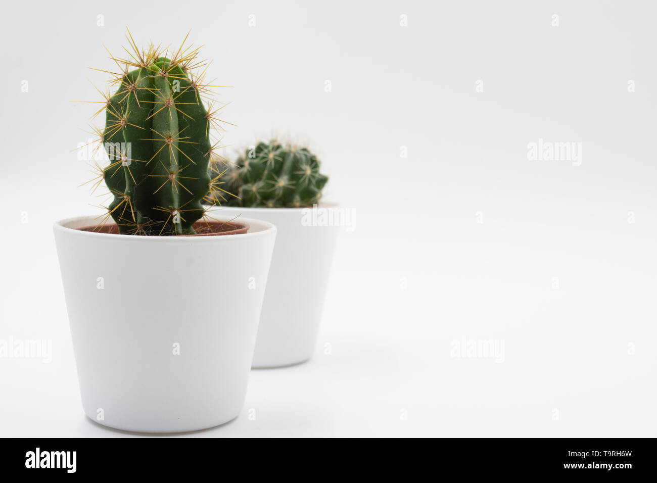 Fondo blanco minimalista de cactus pequeños. Plantas de relajación. Espacio relajante y tranquilo. Relájese background.Tranquility y paz. Árido Foto de stock