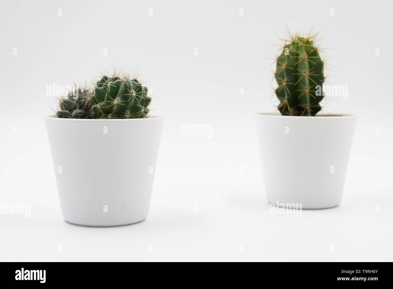 Fondo blanco minimalista de cactus pequeños. Plantas de relajación. Espacio relajante y tranquilo. Relájese background.Tranquility y paz. Árido Foto de stock