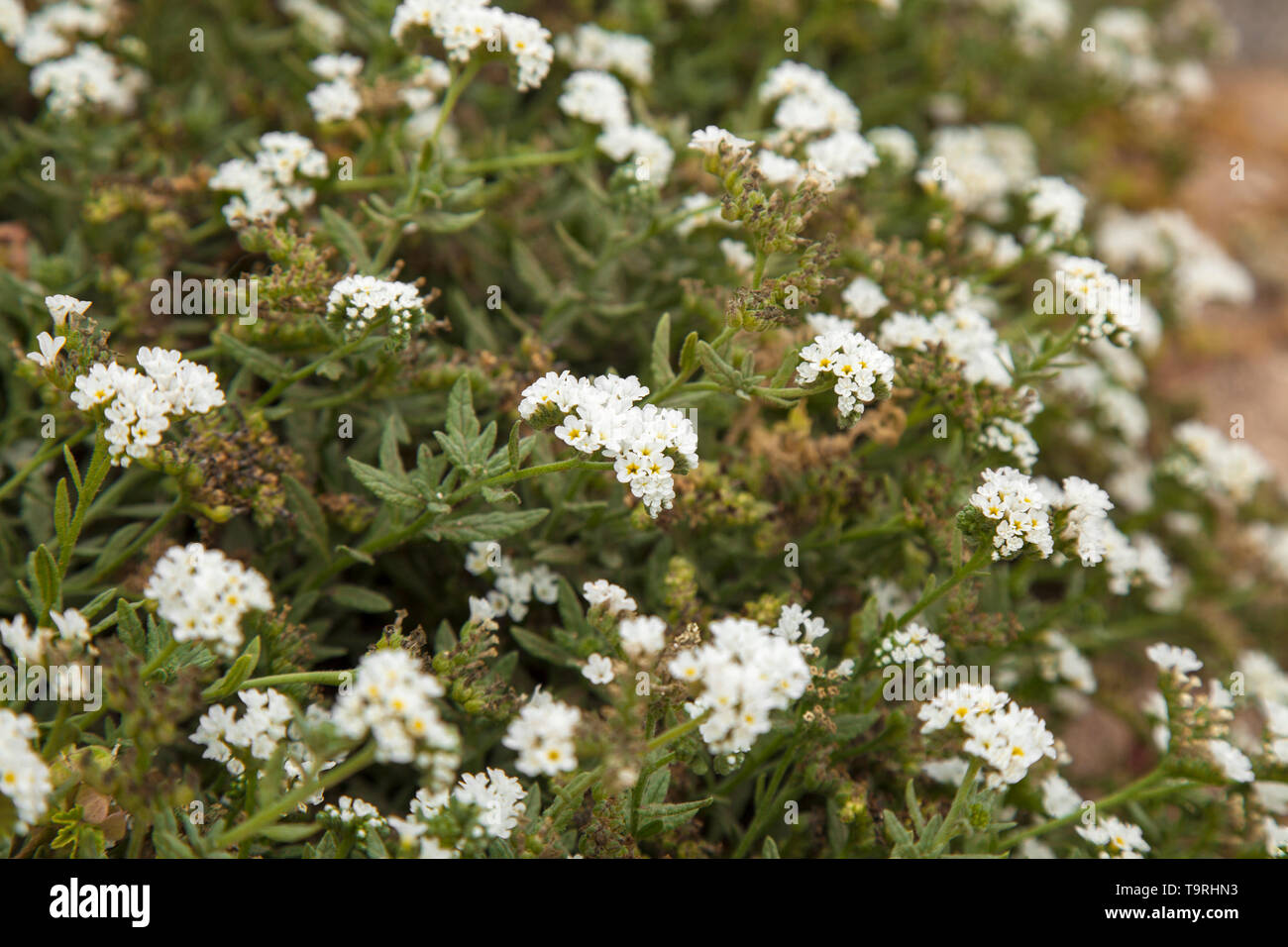La flora de Gran Canaria - Las pequeñas flores blancas de Heliotropium  ramosissimum Fotografía de stock - Alamy