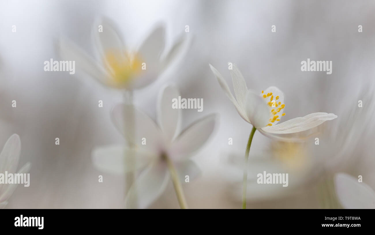 A comienzos de la primavera de flores silvestres de color blanco en fondo soft focus , Anémona anemone nemerosa o madera. Foto de stock