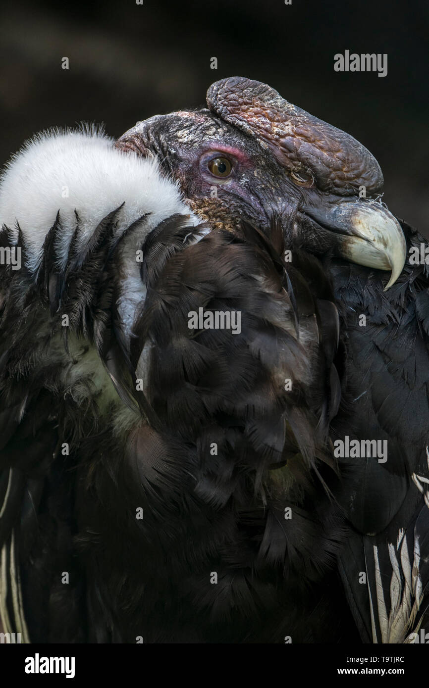 Condor andino chileno / Condor (Vultur gryphus), Nuevo Mundo buitre nativo de los Andes, Sudamérica Foto de stock