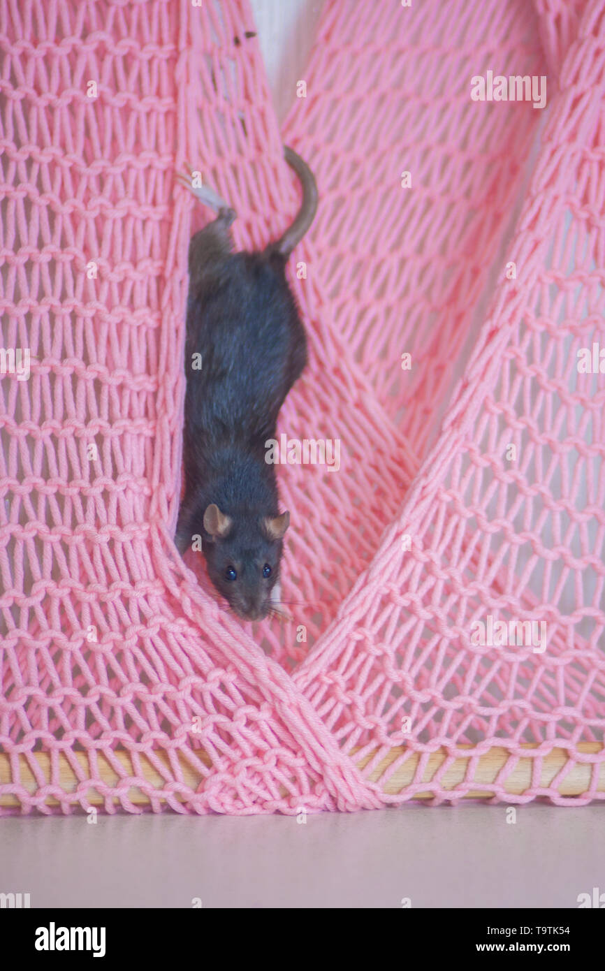 https://c8.alamy.com/compes/t9tk54/raton-gris-sobre-fondo-de-color-rosa-la-rat-se-atoro-en-la-red-roedor-de-tejido-t9tk54.jpg
