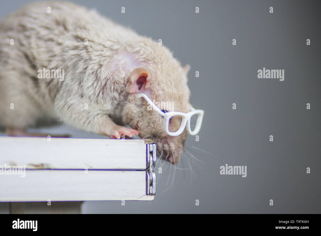 El concepto de la curiosidad. Rata con gafas. Ratón mira las gafas. Roedor  Observantes Fotografía de stock - Alamy