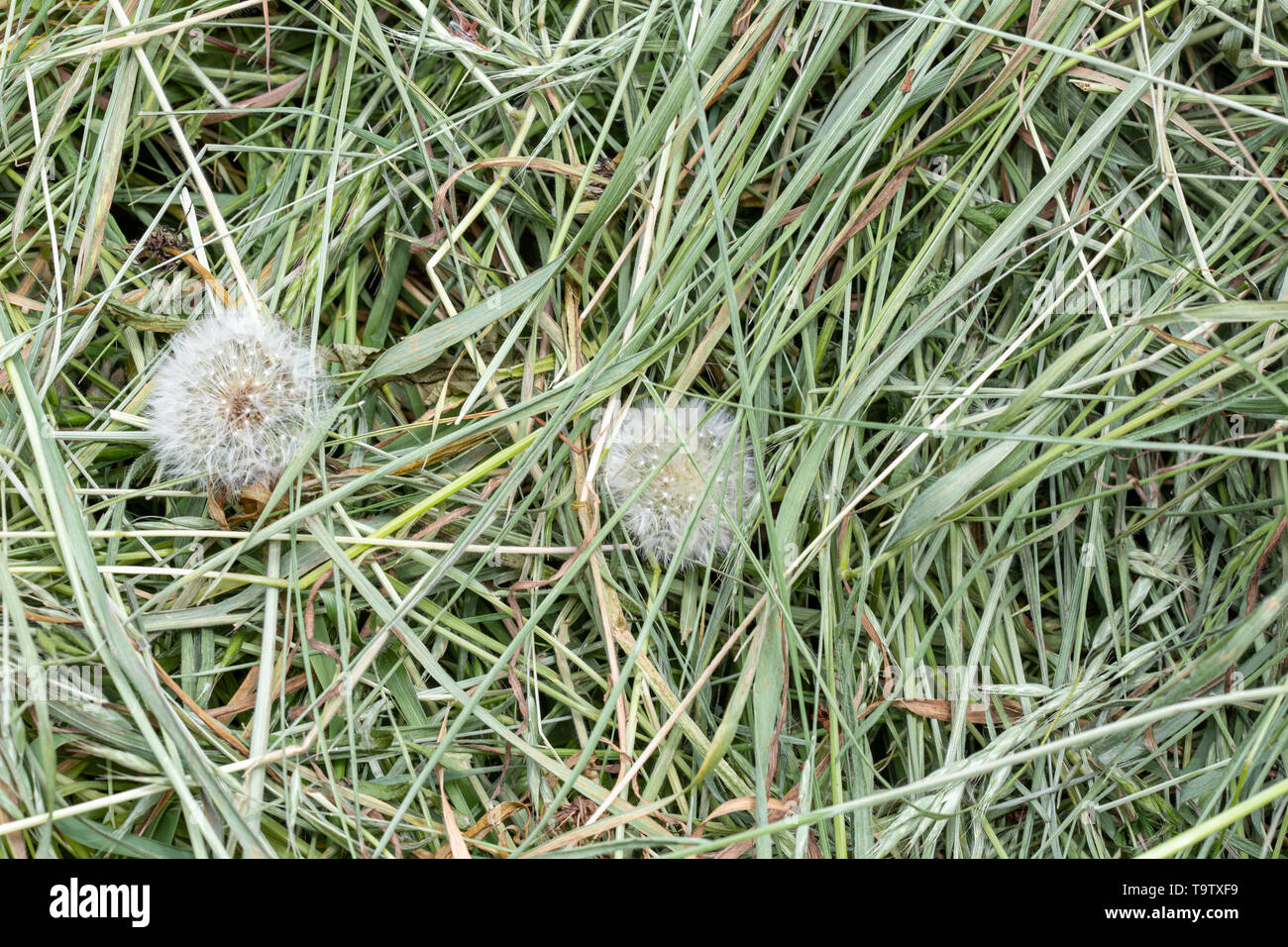 Textura de fondo natural: detalle de un montón de hierba recién cortada en las hierbas que pueden usarse para abono y paja u otros usos agrícolas y de jardín. Foto de stock