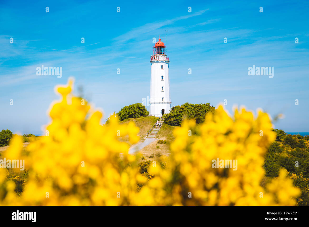 Faro Gamous Dornbusch en la hermosa isla Hiddensee con las flores en verano, Mar Báltico, Mecklenburg-Vorpommern, Alemania Foto de stock