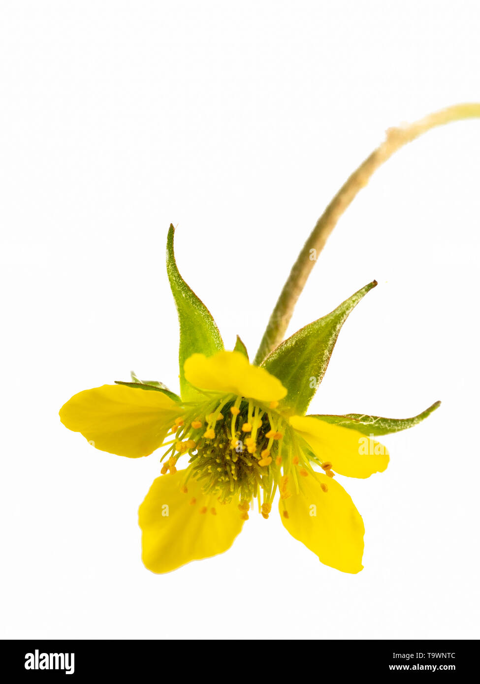 Cerrar imagen de una sola flor de la madera avens, Geum urbanum, sobre un fondo blanco. Foto de stock