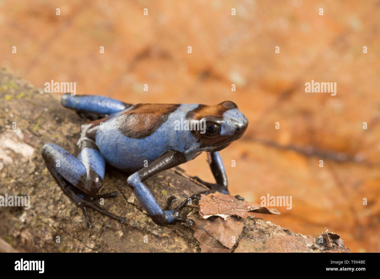 Arlequín azul dardos venenosos, rana Oophaga histrionica. Un pequeño exótico tropical dartfrog venenosas de la selva de Colombia. Foto de stock