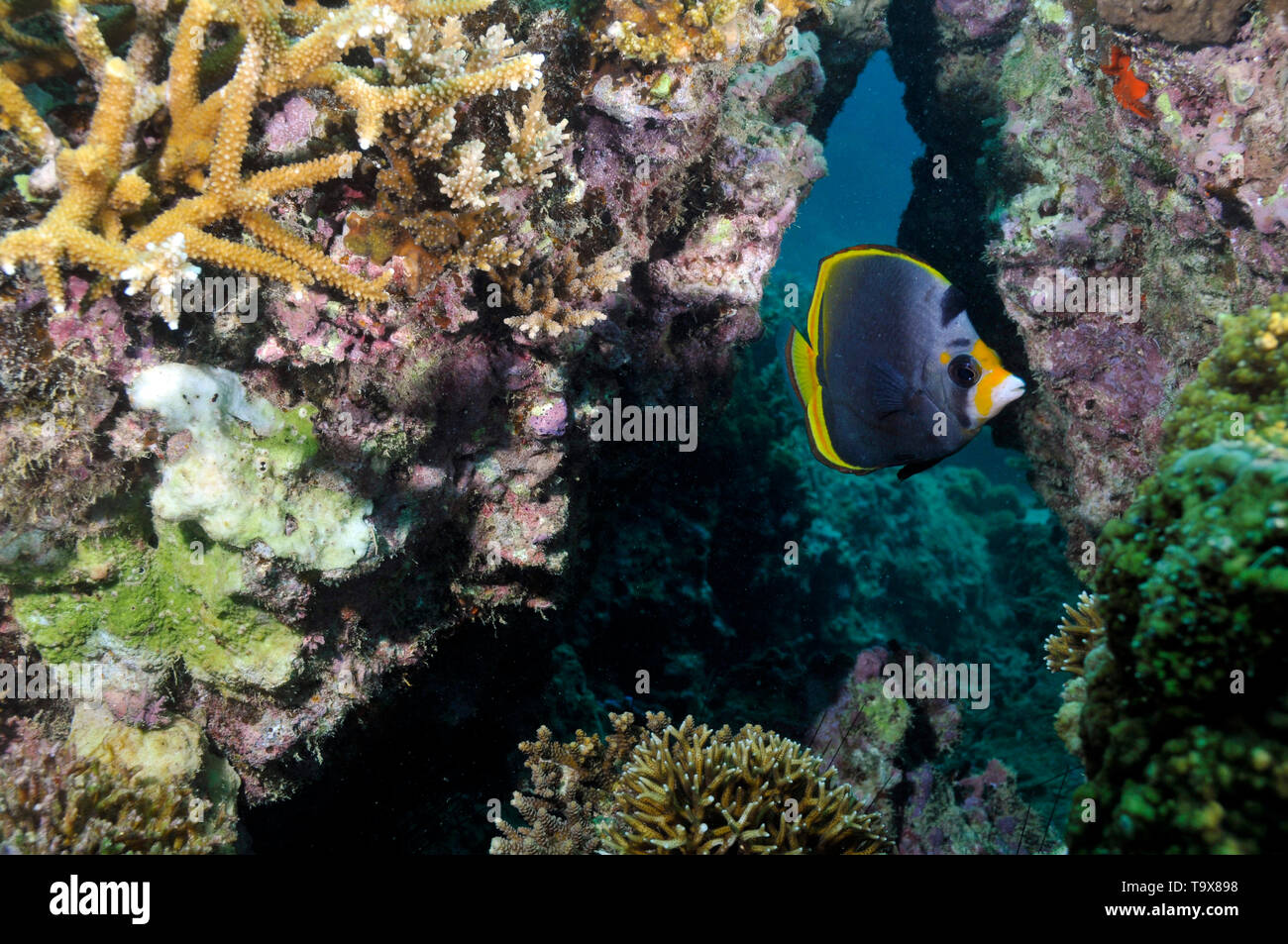 Negro, butterflyfish Chaetodon flavirostris, en un arrecife de coral, Seche croissant, Noumea, Nueva Caledonia, Pacífico Sur Foto de stock