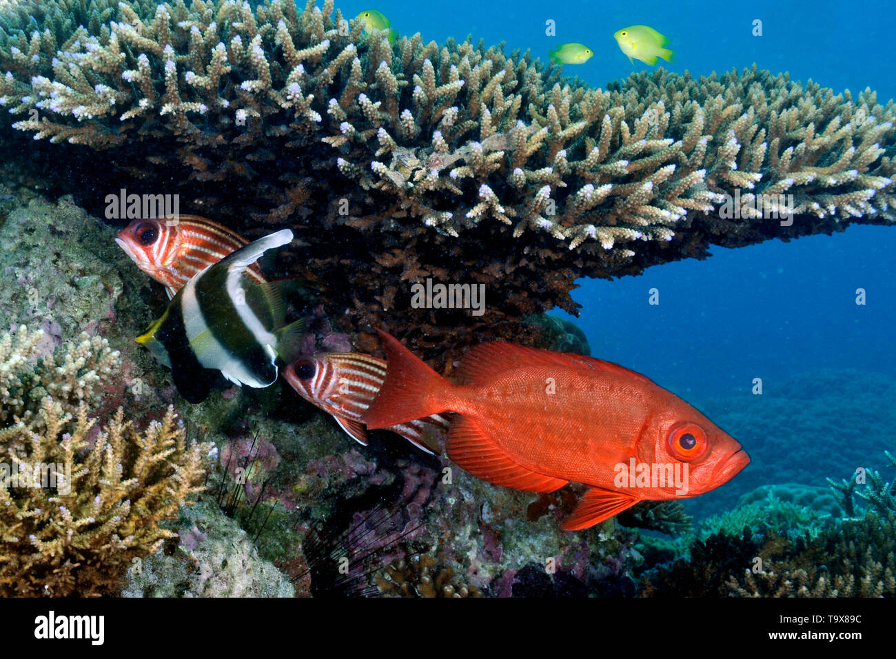 Pennant, bannerfish Heniochus chrysostomus, Sargocentron brownspot squirrelfish, Praslin y goggle-eye, Priacanthus hamrur, en diversos arrecifes ree Foto de stock