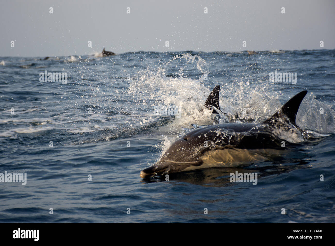 Larga picuda, delfín común Delphinus capensis, nadando en la superficie off Café Bahía, Costa Salvaje de Eastern Cape, Sudáfrica Foto de stock