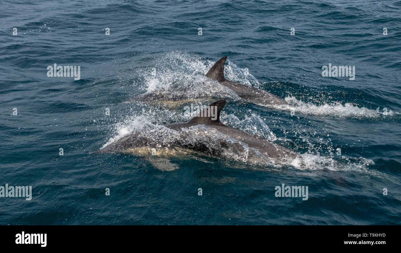 Delfín Común (Delphinus delphis), Tasmania Foto de stock