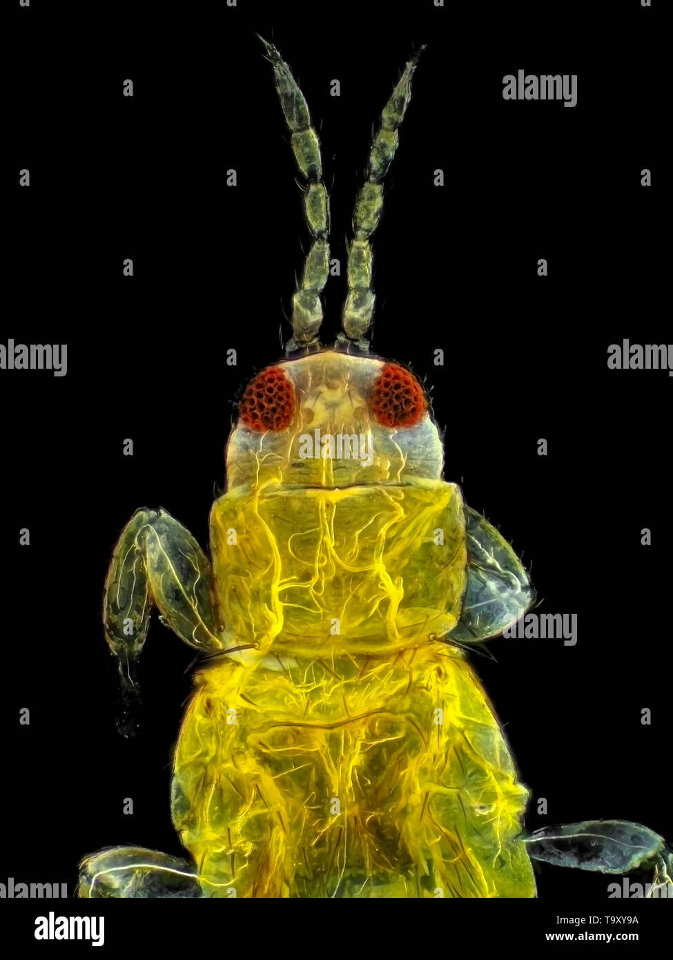 Los trips (probablemente Thripidae), campo oscuro micrografía, campo de visión es de aproximadamente 0,61mm de alto (sensor de magnificación de 28x) Foto de stock