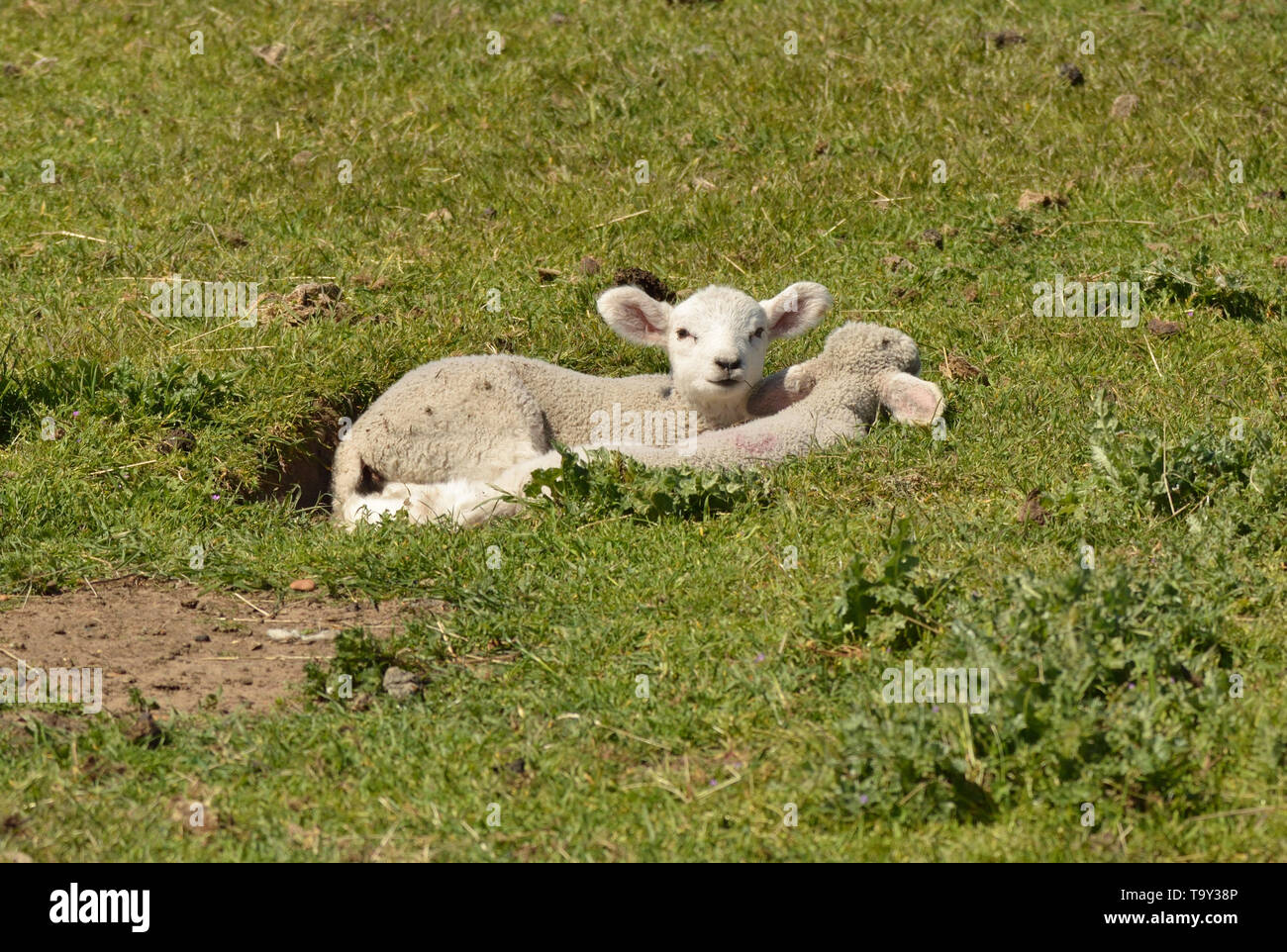 Los corderos descansando en una madriguera de conejos abandonados entrada. East Sussex, Inglaterra, Reino Unido. Foto de stock