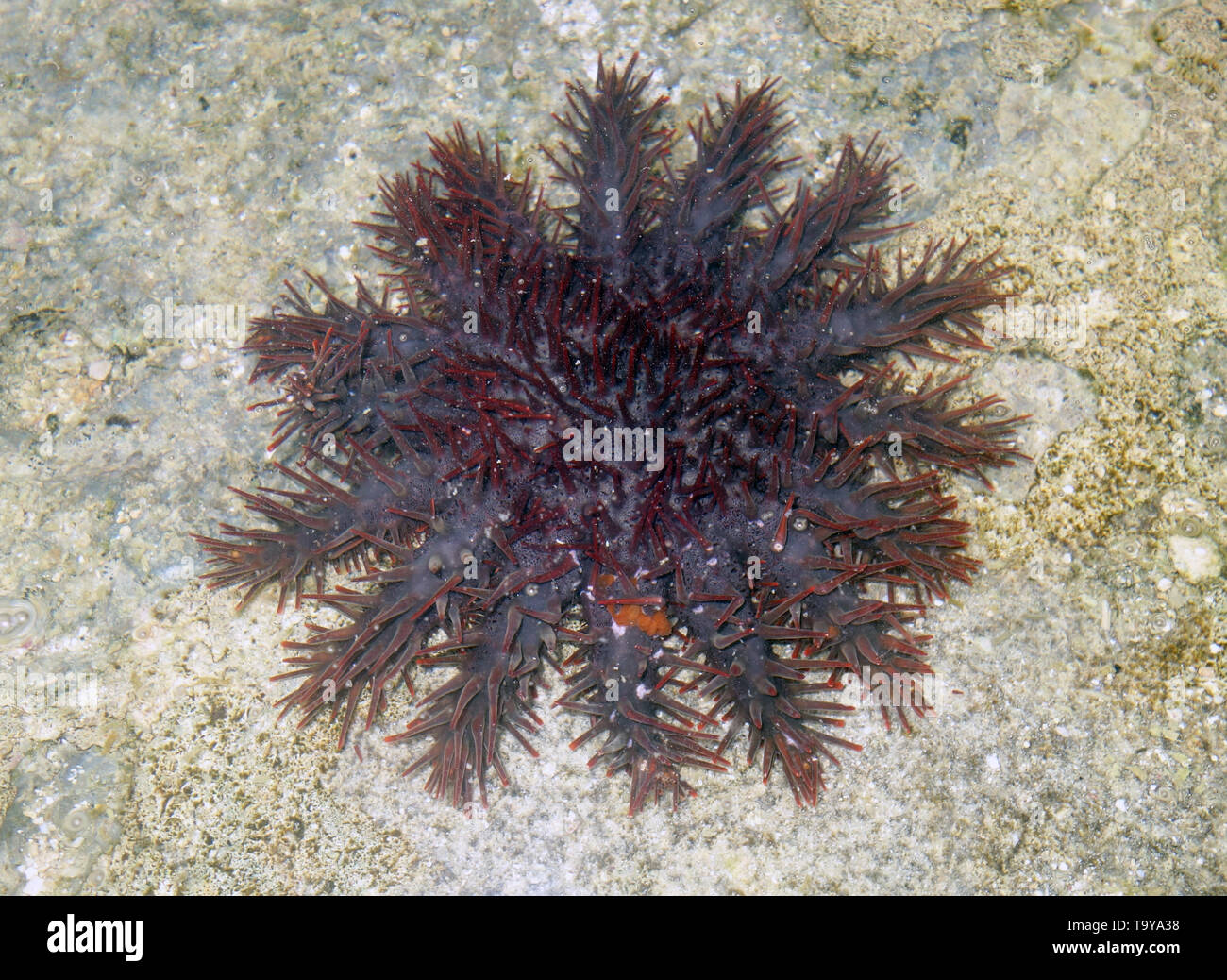 Estrellas de mar con corona de espinas (cf. Acanthaster solaris) en el plano de arrecife, Efate, Vanuatu Foto de stock