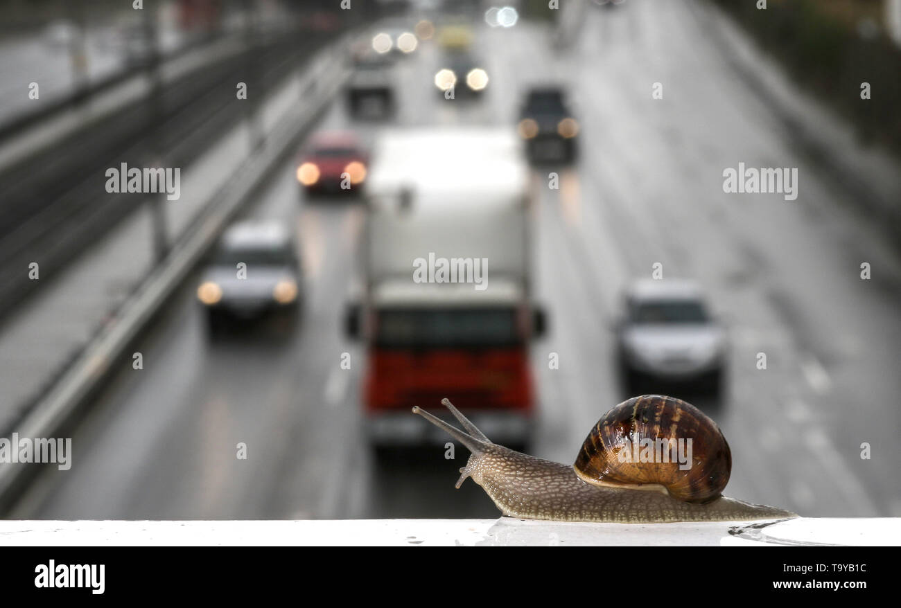 Superando el tráfico. Un caracol late el tráfico en un día lluvioso. Foto de stock