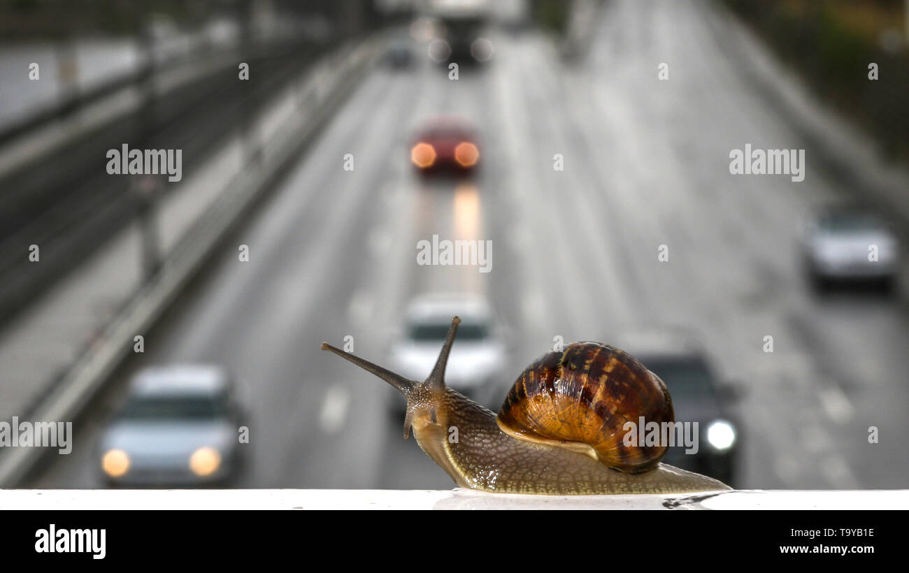 Superando el tráfico. Un caracol late el tráfico en un día lluvioso. Foto de stock